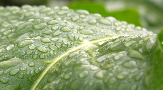 Raindrops on Beet Leaf