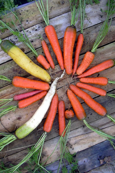 Carrots, carrots, carrots