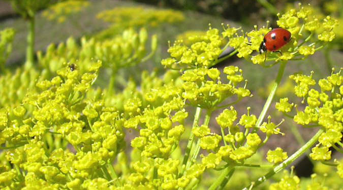 Ladybird in Parsnip Flower