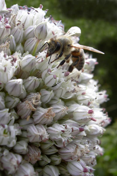 Bee in Leek Flower