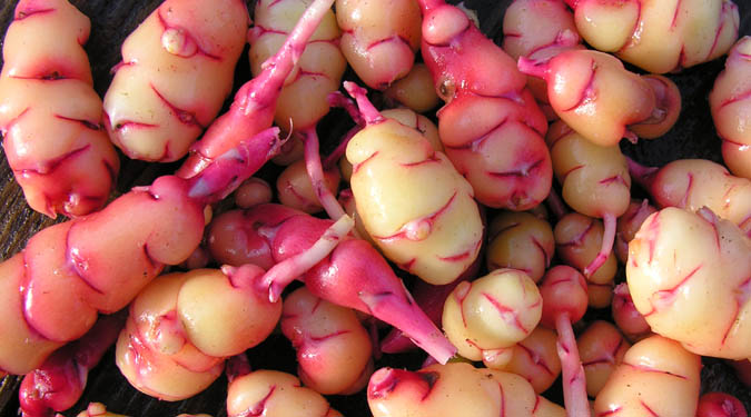 Oca, a tuber from the Andes